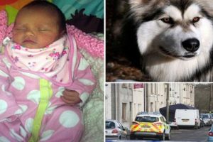 K&ouml;pek 6 g&uuml;nl&uuml;k bebeğin kafasını yedi