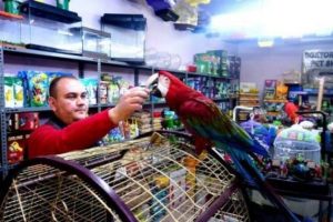 Bu papağanın fiyatı dudak u&ccedil;uklatır