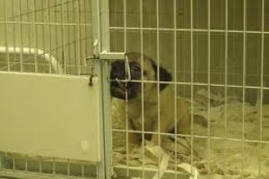 Petshoplar esir pazarı gibi!