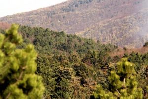Uludağ'ın bitki t&uuml;rlerini korumak i&ccedil;in Milli Park'ta 'Botanik Bah&ccedil;esi'..