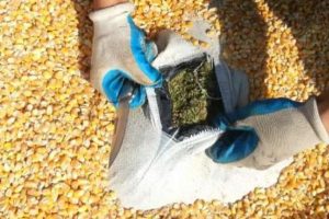 Mısır taneleri arasında 464 kilo 900 gram esrar