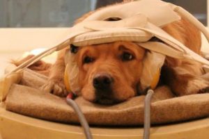 K&ouml;pek beyninin sese tepkisi tıpkı insan beyni gibi