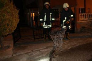 10 g&uuml;nd&uuml;r mahsur kalan kedi kurtarıldı