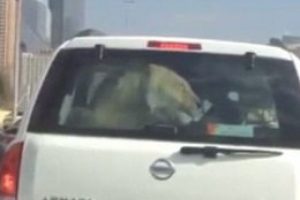 Dubai otobanındaki aslan g&ouml;renleri şaşırttı!