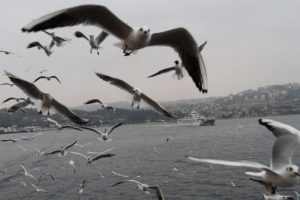 Martılar eşliğinde İstanbul yolculuğu