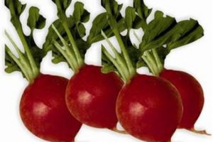 Turp gibi olmak i&ccedil;in turp t&uuml;ketin'