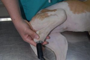 Av k&ouml;peğine protez ayak takıldı