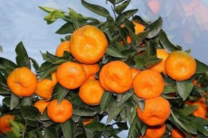 Şubat ayı zam şampiyonu mandalina oldu
