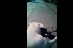 K&ouml;pek direksiyona ge&ccedil;erse