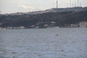 Yunuslarla martıların balık savaşı