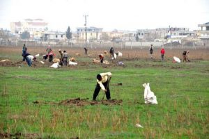 Mayınlı alanda meyan k&ouml;k&uuml; topluyorlar