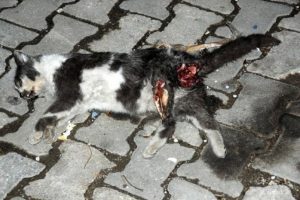 Vahşet! Bunu yapan insan olamaz!