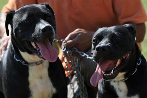 Bu kez pitbull şiddete maruz kaldı