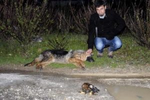 Tavuğunu yiyen k&ouml;pekleri &ouml;ld&uuml;rd&uuml;