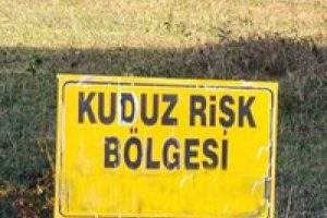 &Ccedil;anakkale'de kuduz karantinası