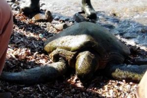 Yaralı deniz kaplumbağasını AKUT kurtardı
