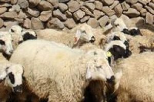 A&ccedil; kurtlar koyun s&uuml;r&uuml;s&uuml;ne saldırdı