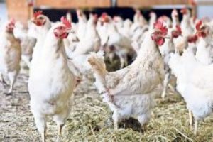 G&ouml;n&uuml;l rahatlığıyla tavuk yiyeceğiz
