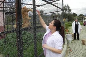Bu kedi 225 k&ouml;pekle yaşıyor