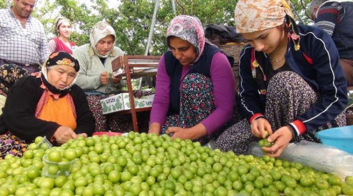 Canı &ccedil;ekenler m&uuml;jde ilk erik hasadı yapıldı