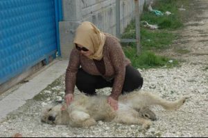 Bunun adı vahşet