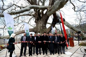 600 yıllık tarihi &ccedil;ınarın g&ouml;lgesi yenilendi