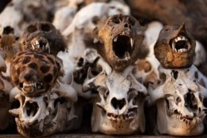 D&uuml;nyanın en b&uuml;y&uuml;k b&uuml;y&uuml;c&uuml; pazarı Afrika'da