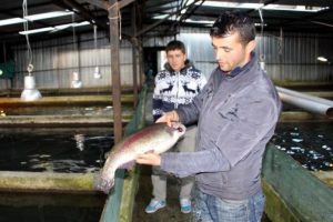 Balıklar &ouml;lme tehlikesi ile karşı karşıya