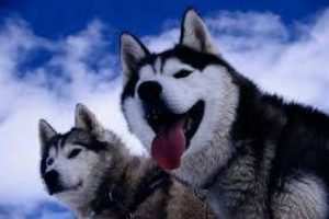 K&ouml;pekler 7 yaşındaki kızı &ouml;ld&uuml;rd&uuml;