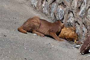 Avladığı tavuğu yerken g&ouml;r&uuml;nt&uuml;lendi