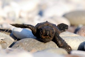 Caretta yavruları denizle buluştu