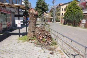 Kırmızı b&ouml;cek 700 palmiye imha ettirdi