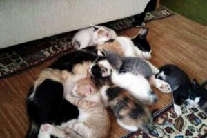 6 yavru, 6'sı da birbirinden farklı yavru