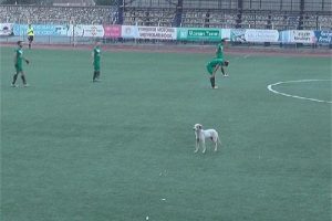 İneg&ouml;l'de futbol ma&ccedil;ına 'k&ouml;pek' arası