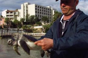 &Ouml;l&uuml; caretta caretta sahile vurdu