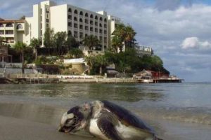 &Ouml;l&uuml; caretta caretta sahile vurdu