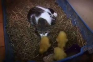 Bu kedi izleyenleri hayrete d&uuml;ş&uuml;r&uuml;yor