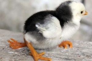 3 ayaklı civciv g&ouml;renleri şaşırtıyor