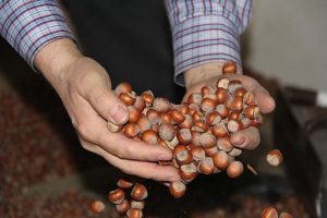 Fındık bu yıl 9 lirayı g&ouml;rebilir