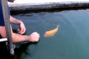 İzleyenleri hayrete d&uuml;ş&uuml;ren balık