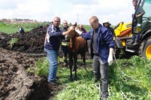 Tezek &ouml;beğine d&uuml;şen tayı kurtarma operasyonu