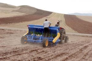 Aspir zeytinyağına rakip oluyor