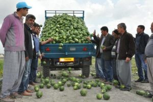 Karpuz &uuml;reticisine k&ouml;t&uuml; haber
