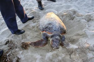 &Ouml;l&uuml; caretta caretta sahile vurdu