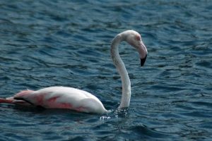 Yaralı flamingoya yardım eli