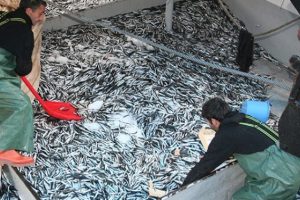 1 ton balığı bedava dağıttılar