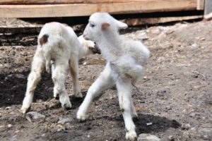 Bursa'da &uuml;&ccedil; bacaklı kuzu g&ouml;renleri hayrete d&uuml;ş&uuml;rd&uuml;
