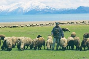 5 bin liralık &ccedil;oban desteği geliyor