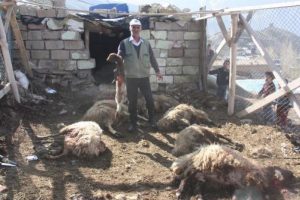 K&ouml;pekler 50 koyunu telef etti