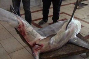 T&uuml;rkiye'de uzun kuyruklu k&ouml;pekbalığı